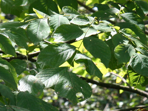 Cladrastis lutea