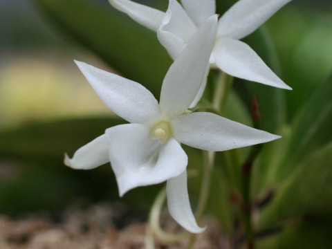 Angraecum compactum