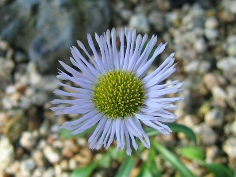 Erigeron thunbergii var. angustifolius