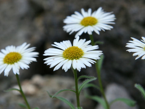 Erigeron thunbergii var. angustifolius