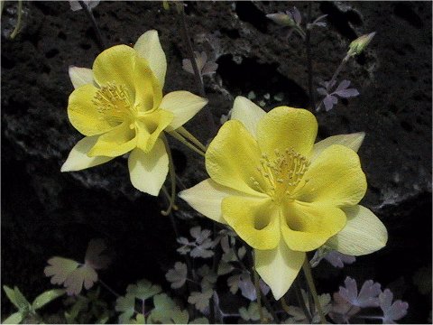 Aquilegia chrysantha