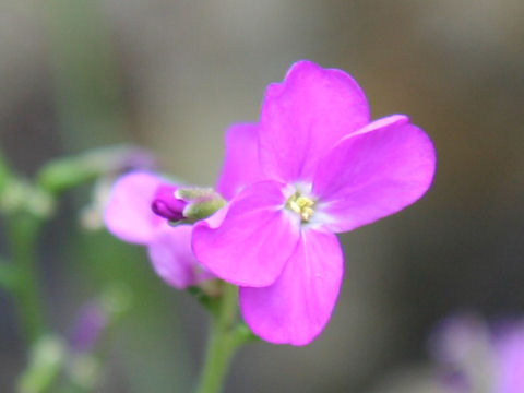 Arabis blepharophylla