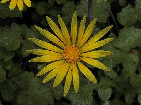 Arctotheca calendula