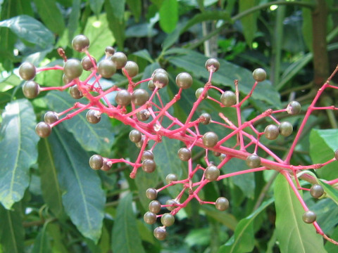 Ardisia pyramidalis