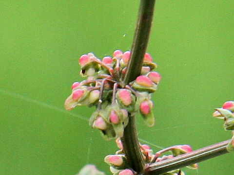 Rumex conglomeratus