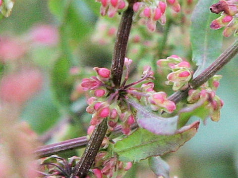 Rumex conglomeratus