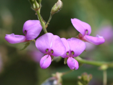 Desmodium paniculatum