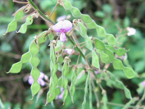 Desmodium paniculatum