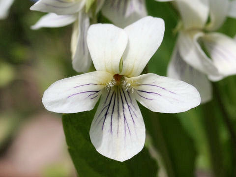 Viola betonicifolia var. albescens