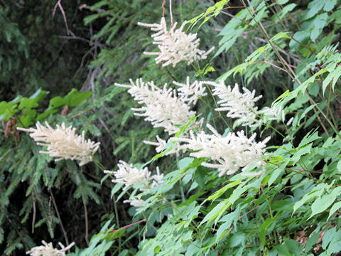 Aruncus dioicus