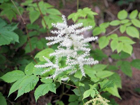 Aruncus dioicus