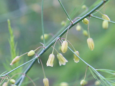 Asparagus officinalis