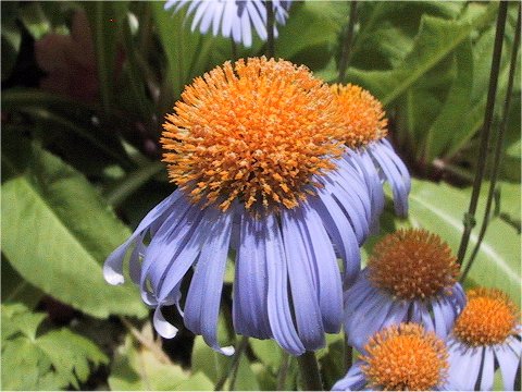 Aster yunnanensis