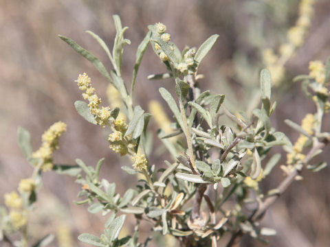 Atriplex canescens