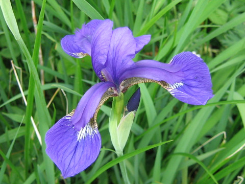 Irisはどんな植物 Weblio辞書