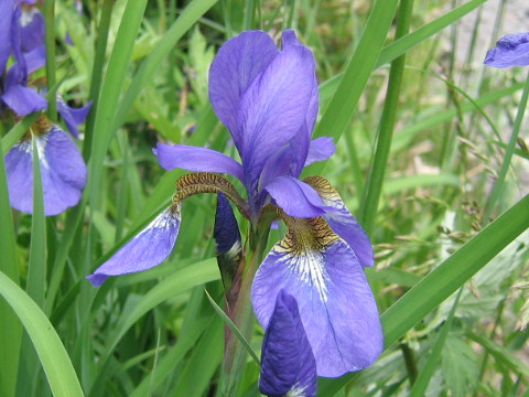 Irisはどんな植物 Weblio辞書