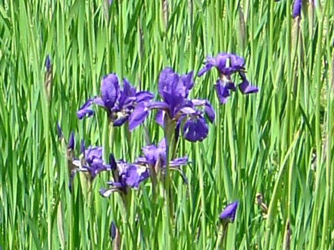 Iris Sanguineaはどんな植物 Weblio辞書