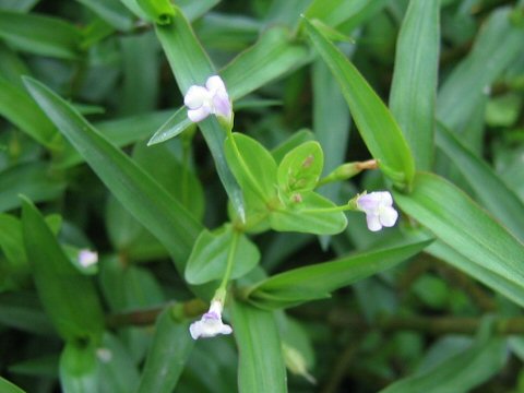 Lindernia pyxidaria