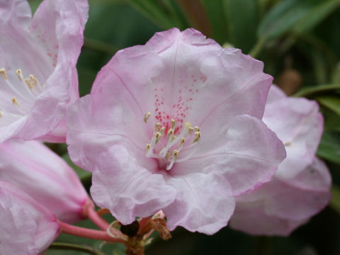 Rhododendron degronianum