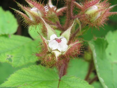 えびがらいちごはどんな植物 わかりやすく解説 Weblio辞書