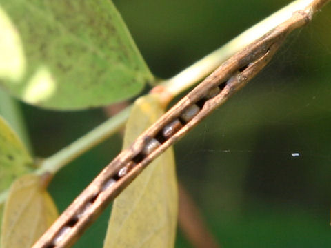 Cassia obtusifolia