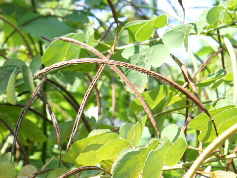 Cassia obtusifolia