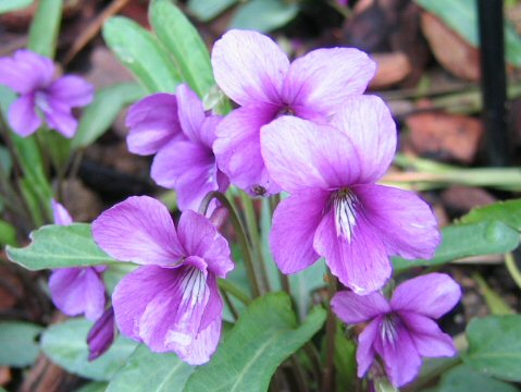 Viola mandsurica cv. Ebicha