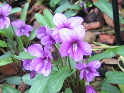 Viola mandsurica cv. Ebicha