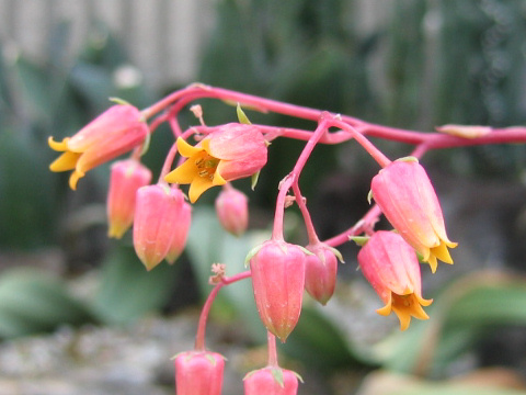 Echeveria agavoides cv.