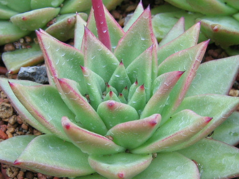 Echeveria agavoides cv.