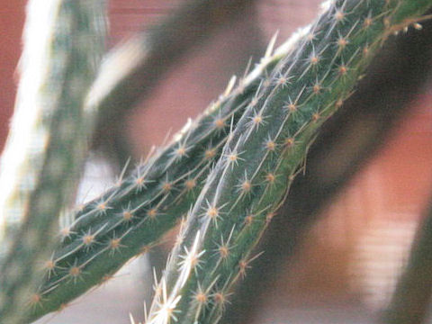 Echinocereus poselgeri