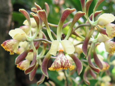 Epidendrum alatum