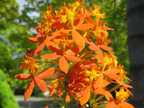Epidendrum cv. Star Valley