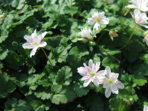 Erodium reichardii cv. Roseum Plenum