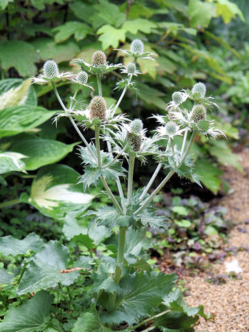 Eryngium giganteum