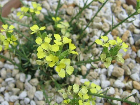 Erysimum pusillum