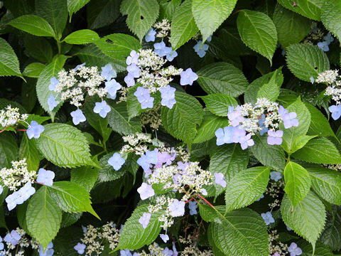 蝦夷紫陽花