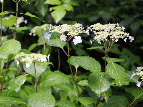 Hydrangea serrata var. megacarpa