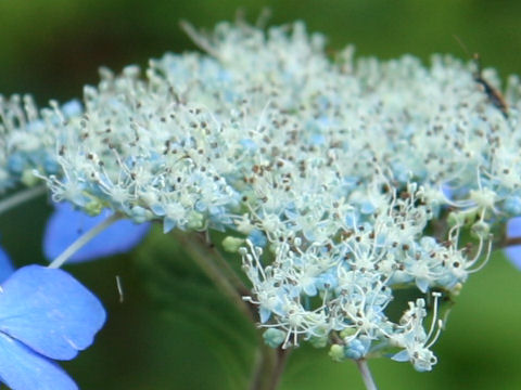 蝦夷紫陽花