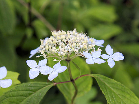 Hydrangea serrata var. megacarpa