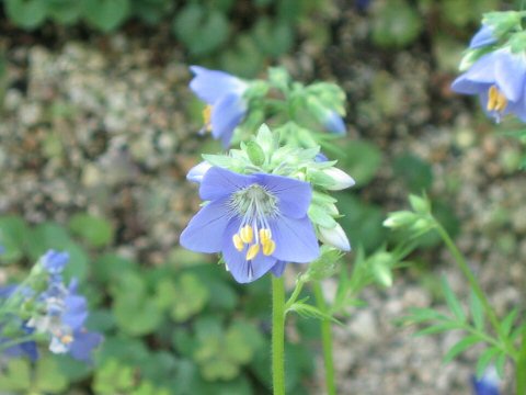 Polemonium caeruleum ssp. yezoense