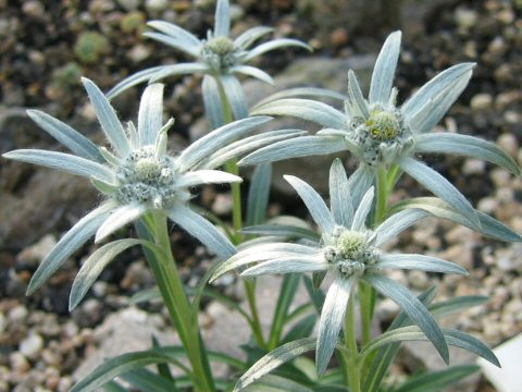 Leontopodium discolor