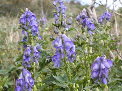 Aconitum japonicum var. ibukiense