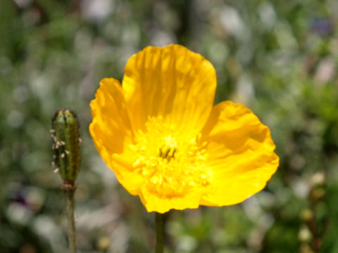 Papaver nudicaule