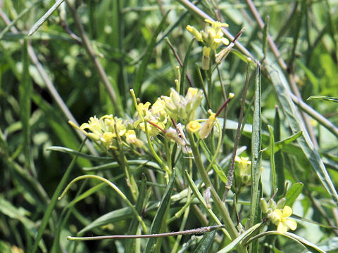 Sisymbrium orientale