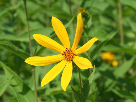 Helianthus strumosus