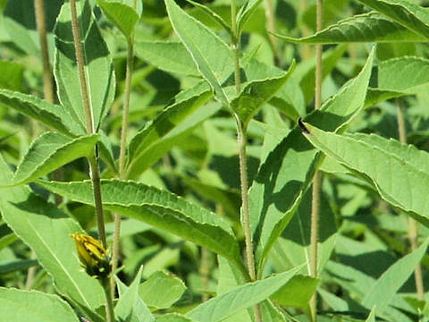 犬菊芋はどんな植物 Weblio辞書