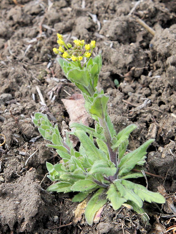 Draba nemorosa