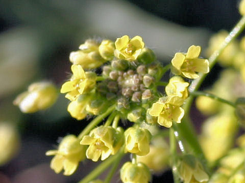 Draba nemorosa