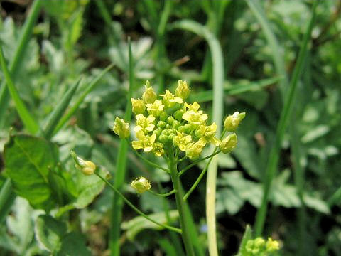 Draba nemorosa